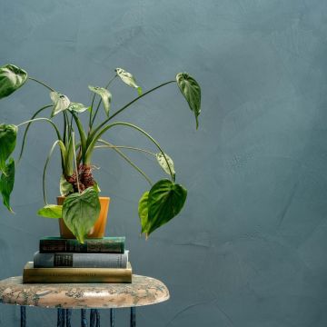 BaseBeton Wandpaket Klein